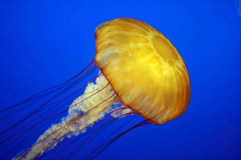 Jelly