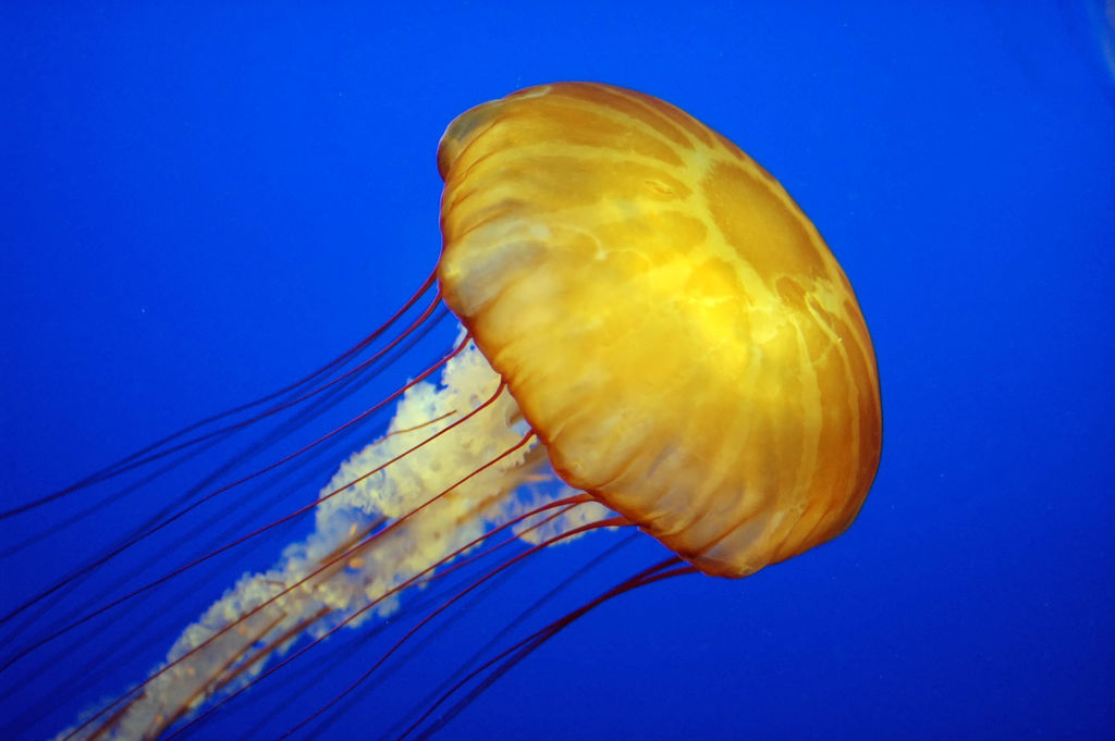 Jelly