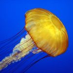 Jelly